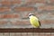 Closeup shot of a great kiskadee perched on a rusted metal