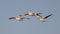 Closeup shot of great pelicans flying in the blue sky