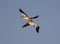 Closeup shot of great pelicans flying in the blue sky