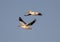 Closeup shot of great pelicans flying in the blue sky