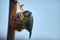 Closeup shot of a great tit bird on an orange sack hanging on a wooden pole