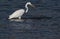 Closeup shot of a great white egret actively fishing and stalking in the water