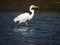 Closeup shot of a great white egret actively fishing and stalking in the water