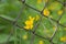 Closeup shot of a greater celandine behind a cyclone fence