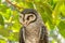 Closeup shot of a greater sooty owl with green tree leaves