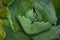 Closeup shot of a green agave parrasana plant