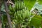 Closeup shot of green ambon banana plants from Indonesia during daylight