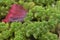 Closeup shot of green buds on a lush succulent plant