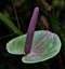 Closeup shot of a green calla flower with a long purple stamen