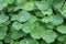 Closeup shot of green Centella Asiatica plants