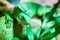 Closeup shot of a green chameleon camouflaged on leaves