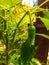 Closeup shot of green chilly hanging in plant during rain.