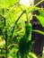 Closeup shot of green chilly hanging in plant during rain.