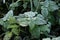 Closeup shot of a green Common Stinging Nettle plant during frosty morning