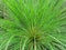 Closeup shot of a green cyperus papyrus plant or commonly known as paper reed