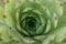 Closeup shot of a green echeveria flower