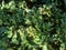 Closeup shot of green foliage of the Ligularia \\\'Osiris Cafe Noir\\\' growing in the garden