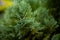 Closeup shot of a green fresh juniper plant with pointed needle leaves