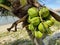 Closeup shot of green-fruited coconuts trees