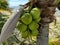 Closeup shot of green-fruited coconuts trees