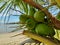 Closeup shot of green-fruited coconuts trees