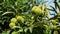 Closeup shot of green fuzzy chestnuts on a branch