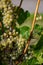 Closeup shot of green grapes growing on vineyard trees