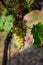 Closeup shot of green grapes growing on vineyard trees