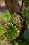 Closeup shot of green grapes growing on vineyard trees