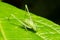 Closeup shot of a green grass hopper on a leaf with a dark background