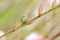 Closeup shot of a green hawthorn shield bug perched on a plant in a blurred background