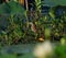 Closeup shot of a green heron bird standing in the pond full of lush plant leaves in the daylight