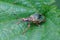 Closeup shot of a green immigrant leaf weevil on a green leaf