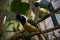 Closeup shot of green jays perching on a branch of a tree