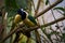 Closeup shot of green jays perching on a branch of a tree