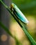 Closeup shot of green leafhopper with a bokeh background