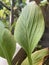 Closeup shot of a green-leaved damaged plant