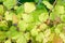 Closeup shot of the green leaves of a bramble shrub by a grid fence