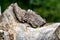 Closeup shot of a green lizard on a stone