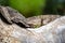 Closeup shot of a green lizard on a stone