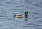 Closeup shot of a green mallard duck swimming on water