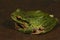 Closeup shot on a green Pacific treefrog, Pseudacris regilla on a dark stone