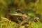 Closeup shot on a green Pacific treefrog, Pseudacris regilla on green moss