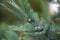 Closeup shot of a green pine cedar leaves with a blurred background