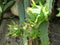 Closeup shot of green pitaya fruits in the soil