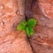 Closeup shot of a green plant growing in between stones - perfect for background