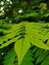 Closeup shot of green plant leaf nature bueaty concept