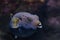 Closeup shot of a green pufferfish in the ocean with a blurred background