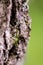 Closeup shot of a green spider climbing on a tree