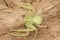 Closeup shot of a green spider (Heriaeus hirtus) on a wooden surface